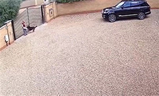 بالفيديو : كلبة يوتيوبر شهير تنهش قدم مسنة بفناء منزله بالفيديو : كلبة يوتيوبر شهير تنهش قدم مسنة بفناء منزله
