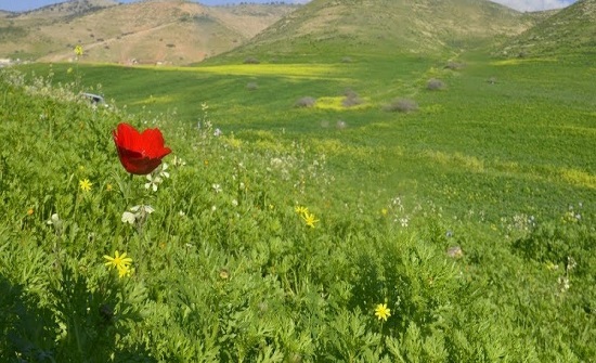”السیدة الملونة“ تغزو الأردن