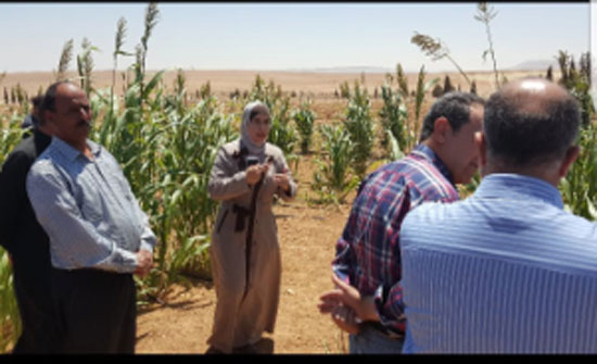 المركز الوطني للبحوث الزراعية يقيم يوم حقل في محطة الغوير الزراعية المركز الوطني للبحوث الزراعية يقيم يوم حقل في محطة الغوير الزراعية