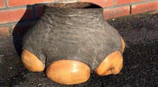 ضبط تاجر بريطاني يحاول بيع أقدام فيل عبر الإنترنت