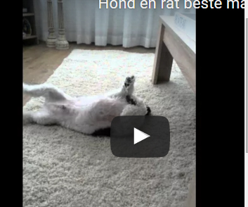 شاهد.. صداقة غريبة بين كلب وفأر