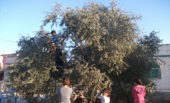 وفاة مزارع سقط عن شجرة زيتون في جرش وفاة مزارع سقط عن شجرة زيتون في جرش