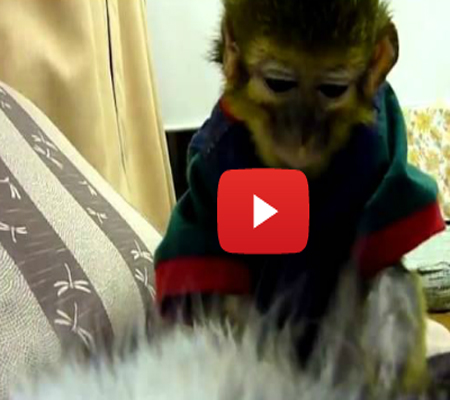 قرد يتفحص قطة !