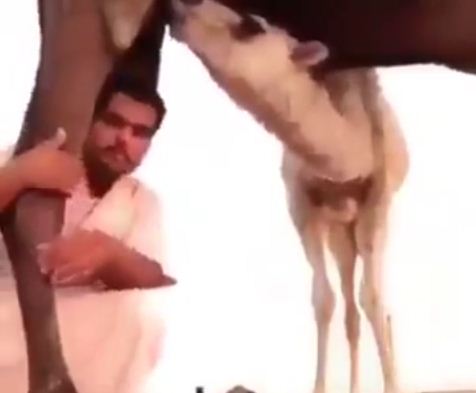 شاهد..خليجي جلس لالتقاط الصور أسفل جمل فتلقى ركلة قاسية