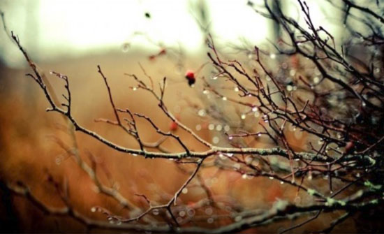 "تشرين الثاني"  الماضي كان دون المعدلات السنوية  بكميات الأمطار