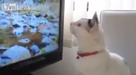 قط يحاول صيد الطيور عبر التلفاز