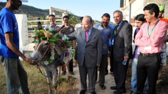 حمار يتدرب للمحافظة على لقبه في مسابقة جمال بالمغرب
