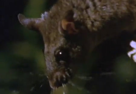 فأر و الأفعى