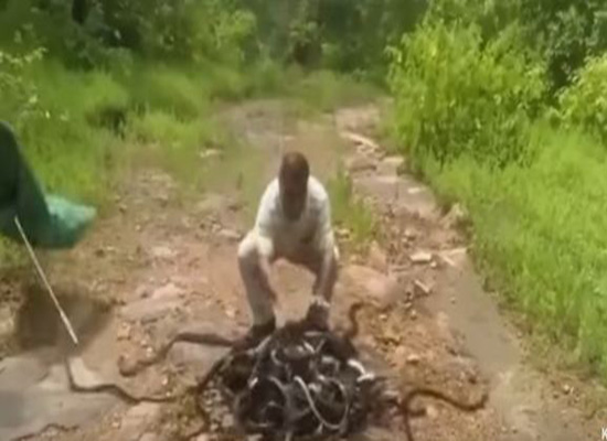 بالفيديو: حارس حديقة يطلق مئات الأفاعي في البرية