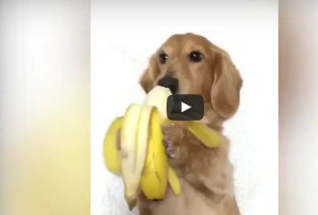 شاهد..  كلب يجد طريقة مثالية لأكل موزة