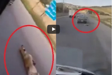 بالفيديو: تعذيب كلب بوحشية في المغرب