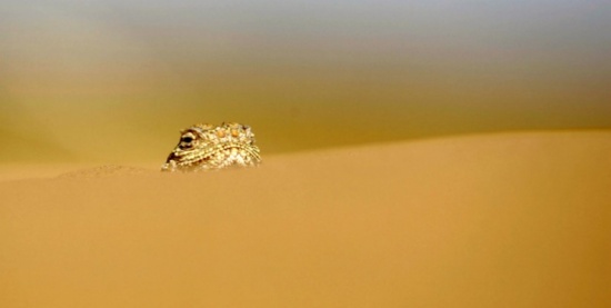 فيديو : الضب يهرب من حر السعودية