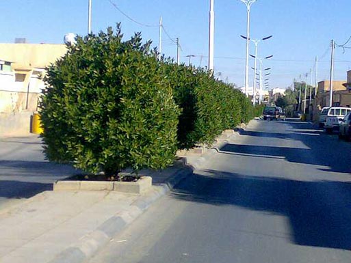 أمانة عمان و خبراء من القطاع الخاص يناقشون توحيد أشجار الأرصفة في مدينة عمان