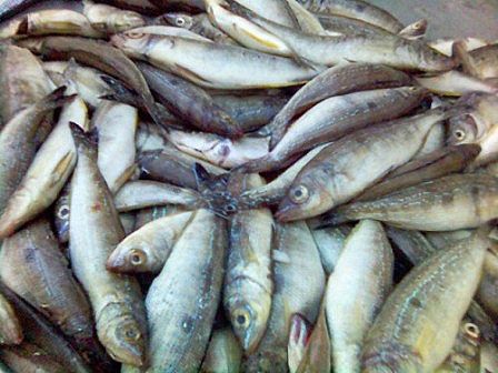 ضبط مواد غذائية فاسدة في الرمثا ضبط مواد غذائية فاسدة في الرمثا
