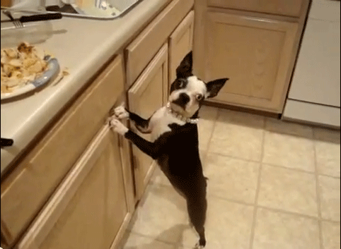 الكلب و الدجاج