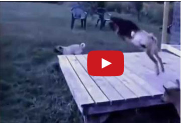 ردة فعل ماعز حين استفزها كلب