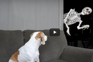 شاهد.. رد فعل كلب حاول صاحبه إخافته بهيكل عظمي