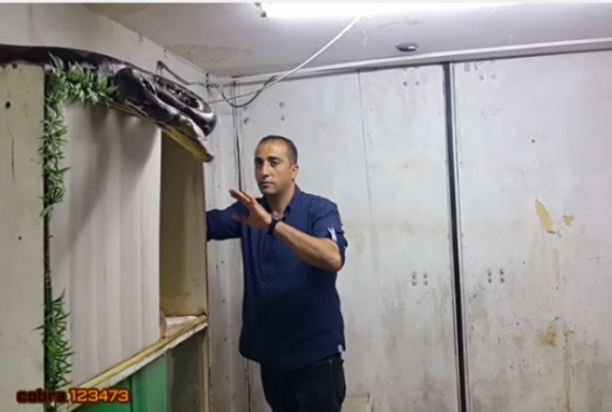 فيديو مرعب +18 | مدرب يحاول الامساك بأفعى "لوكو" ضخمة بعدما هربت من قفصها داخل غرفة صغيرة