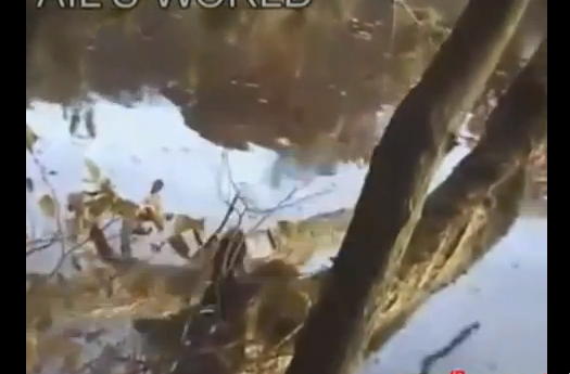 مقاطع مضحكة