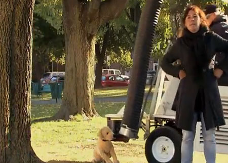 اختفاء الكلب