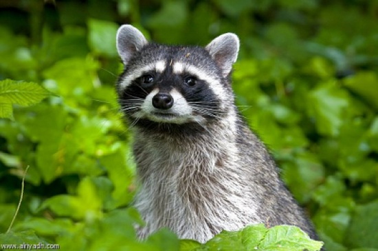 راكون..سارق الاي فون