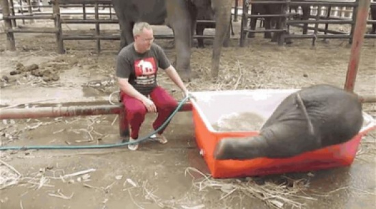 بالفيديو: طفلة تحاول أن تُحمم فيلاً صغيراً