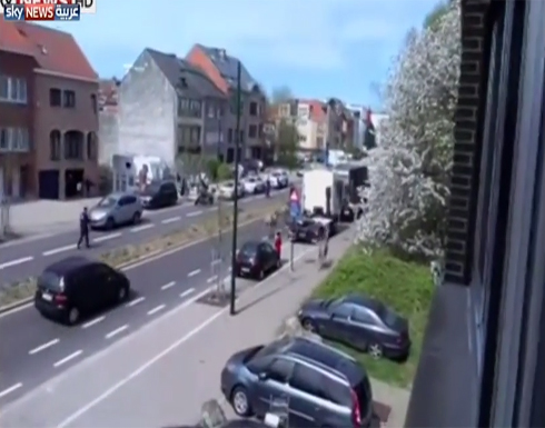 حمير وحشية تجتاح شوارع بروكسل