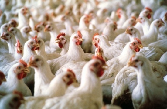 فصل عشرة موظفين أمريكيين لإساءتهم معاملة الدجاج (شاهد)