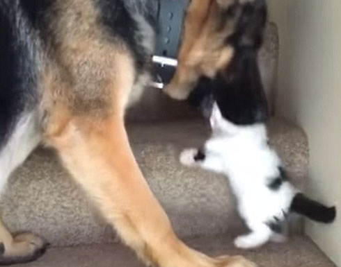 تطبيع العلاقات بين الكلاب والقطط.. هكذا مهد الغرب للقضاء على العداوة بين الطرفين