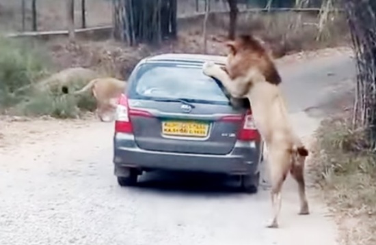 أسد يهاجم سيارة عائلة في الهند.. ماذا حصل؟ (فيديو)