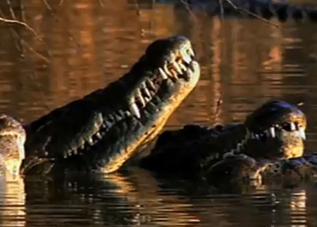 عضة التماسيح