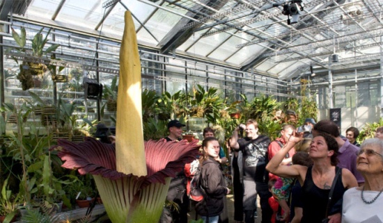 زهرة "الجثة" مشهورة برائحتها التي تشبه اللحم المتعفن