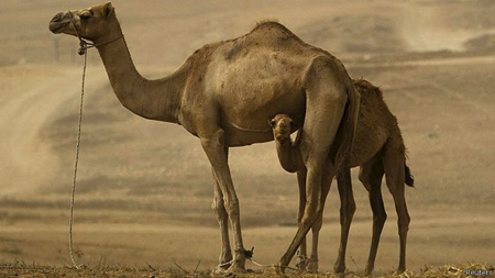 السعودية تحظر ذبح الجمال في مكة والمدينة بموسم الحج السعودية تحظر ذبح الجمال في مكة والمدينة بموسم الحج