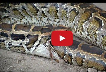 هل شاهدت ثعبانا يلتهم أخاه من قبل؟