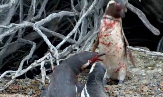 شاهدوا.. لن تصدقوا ردّ فعل هذا البطريق عندما وجد زوجته تخونه مع آخر!