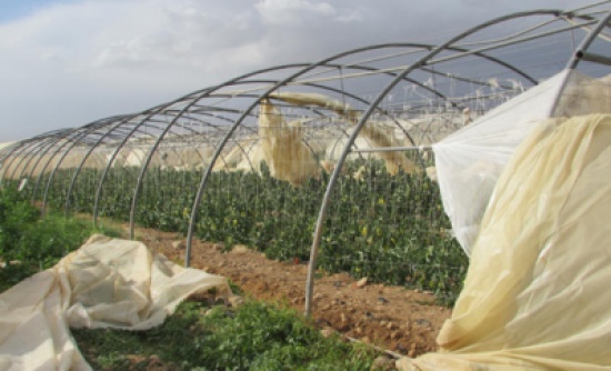 "زراعة وادي الاردن": لم نبلغ عن أي أضرار بالمزروعات