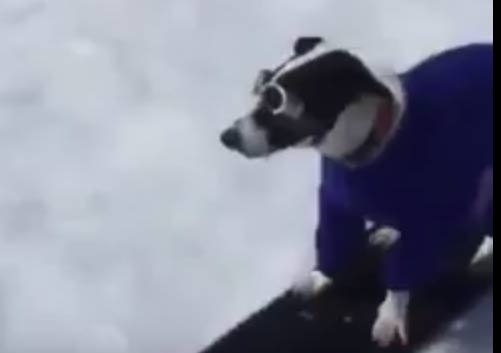 فيديو :  كلب يتزلج على الجليد