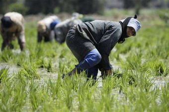 المنخفض الجوي الاول ينعش امال المزارعين بالمفرق
