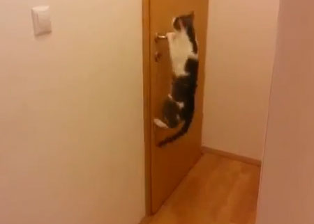 قطة تفتح الابواب بطريقة احترافية