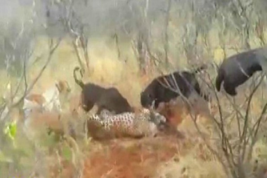 «فيديو» مراهق شبه عاري فَعَلَ ما لا يستطيع فعله الكبار!