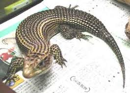 أجلــت  حفــل زفـافهـا لتعالـج سحليـة !!!