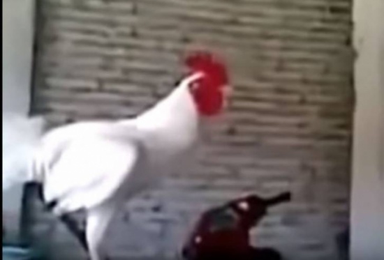 فيديو| ديك يضحك مثل الانسان تماما