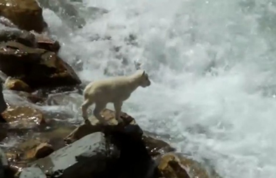 ماعز يتغلب على الخوف في مهمة مستحيلة