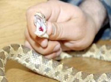 وفاة سبعيني بلدغة أفعى في غور المزرعة وفاة سبعيني بلدغة أفعى في غور المزرعة