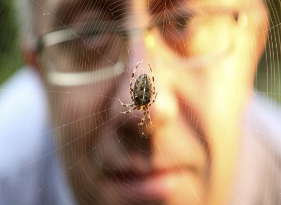 ساعي بريد يرفض تسليم الرسائل بسبب عنكبوت