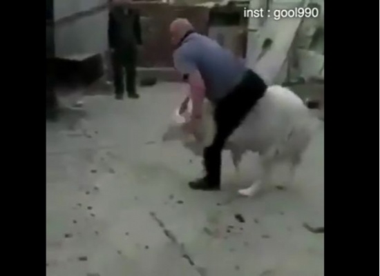 فيديو| خروف يلقن صاحبه درساً لا ينساه جرّاء إزعاجه له