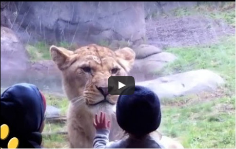 بالفيديو : الاطفال وجهاً لوجه مع الحيونات المفترسة