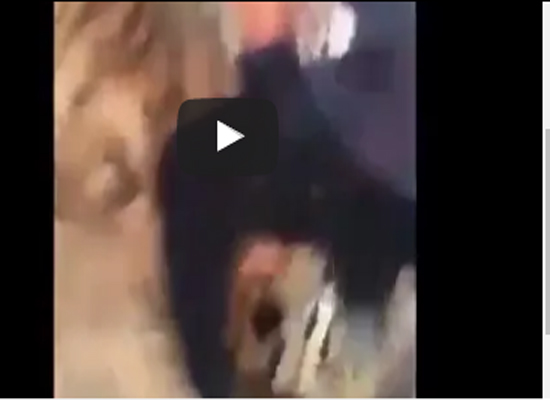 بالفيديو - نمر يفترس رجل مالكه السعودي!