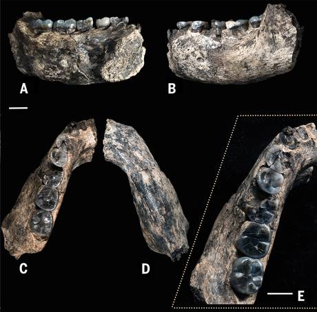 بالصورة.. اكتشاف فك إنسان بدائي عمره 2.8 مليون سنة في إثيوبيا