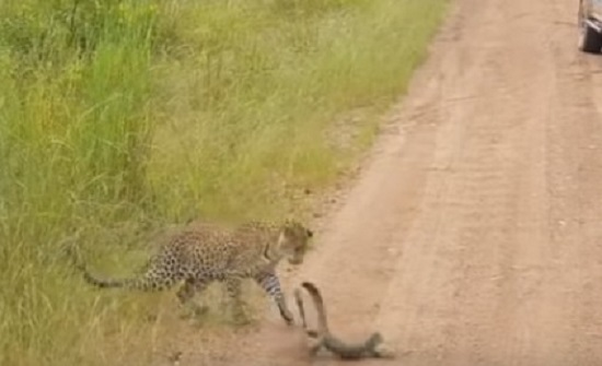 بالفيديو: سحلية تصفع فهداً بذيلِها.. فهل نجت من أنيابه؟